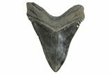 Serrated, Fossil Megalodon Tooth - South Carolina #299410-2